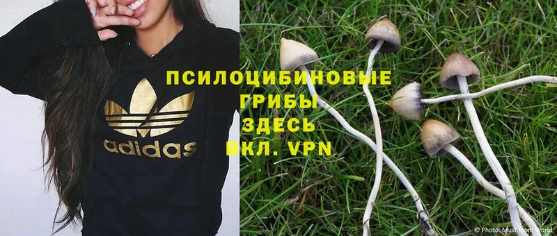 наркотики  Гороховец  OMG   Галлюциногенные грибы Psilocybe 